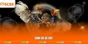 Sảnh Đá Gà CQ9 - Thăng Hoa Với 100+ Trận Cầu Gay Cấn
