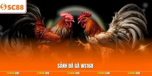 Sảnh Đá Gà WS168 - Bùng Nổ Hơn 100+ Trận Chiến Gay Cấn